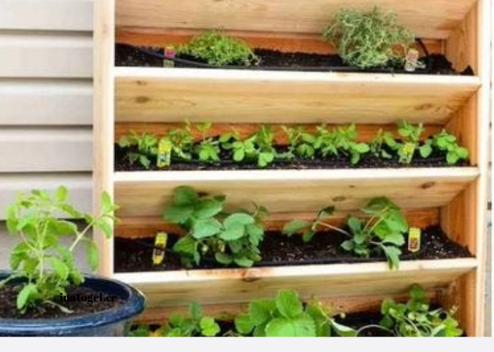 Vertical Gardening: Maximize Your Space with Style